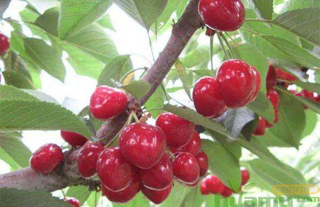 砂蜜豆樱桃苗价格趋势 砂蜜豆樱桃苗价格趋势