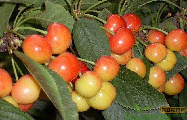 砂蜜豆樱桃苗价格趋势 砂蜜豆樱桃苗价格趋势