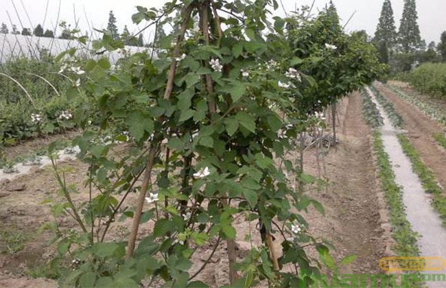 樱桃树苗种植前景分析 樱桃树苗种植前景分析
