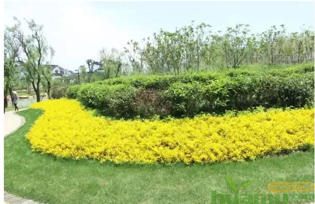 1551231942836147.jpg 苗圃想要赚钱,可以这样干!