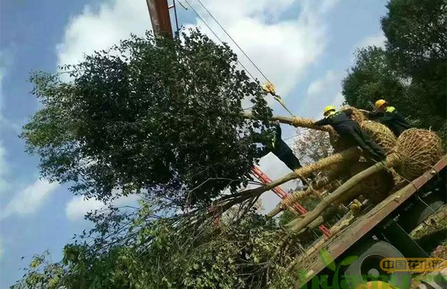 新建苗圃的品种规划怎么做? 新建苗圃的品种规划怎么做?