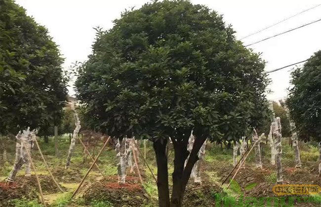新建苗圃的品种规划怎么做? 新建苗圃的品种规划怎么做?