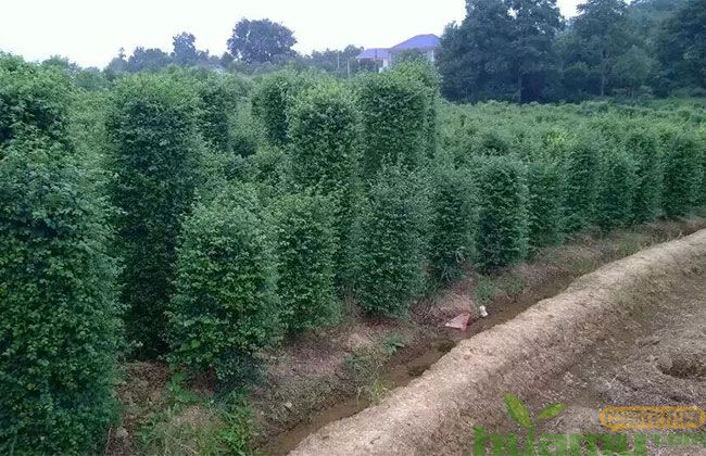 当前绿化工程的选苗标准 当前绿化工程的选苗标准