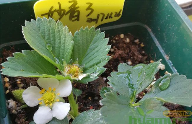妙香草莓苗 妙香草莓苗