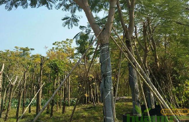 北方地区,这些苗木一树难求! 北方地区,这些苗木一树难求!