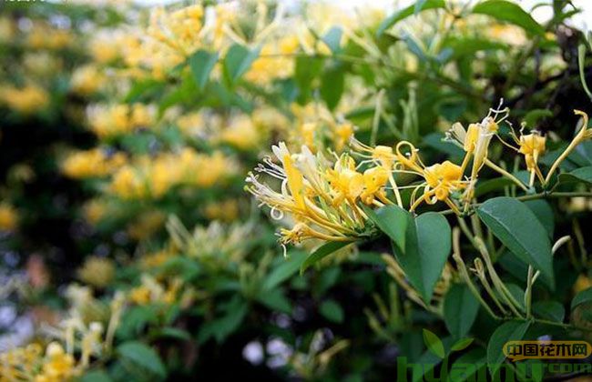 今年农村种植什么赚钱？苗木补贴有多少？
