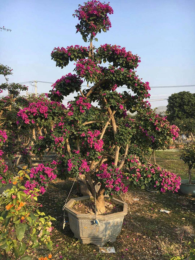 1547610596356042.jpg 三问苗木出口3.jpg