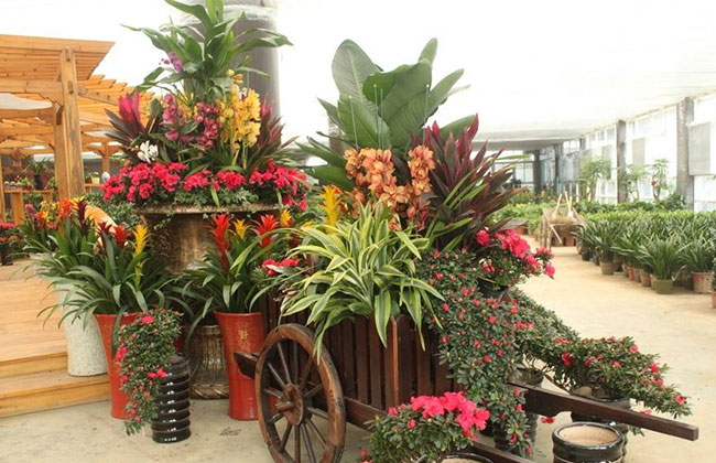 年宵花旺季 不少家庭到种植基地直购