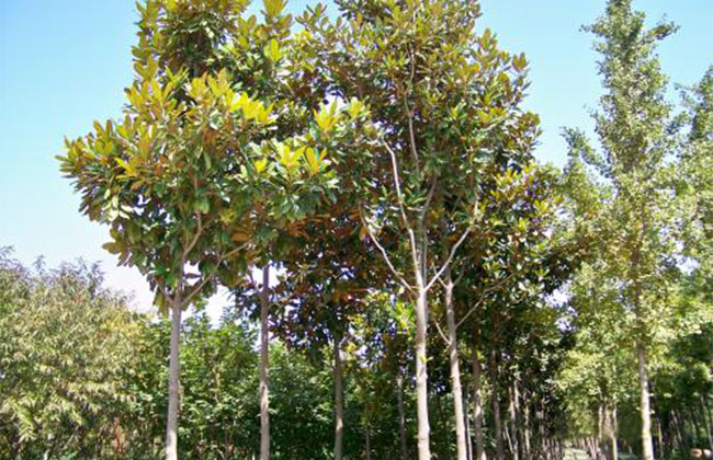 广玉兰树市场价格 种植广玉兰有哪些好处?