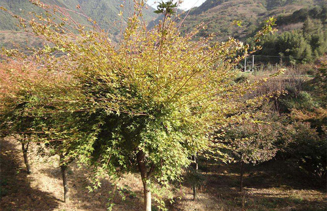 苗木利润从何而来？这几个因素决定你的苗木值多少钱