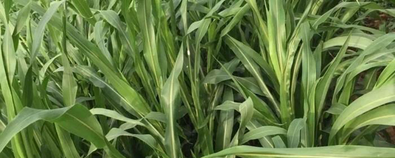 玉米草