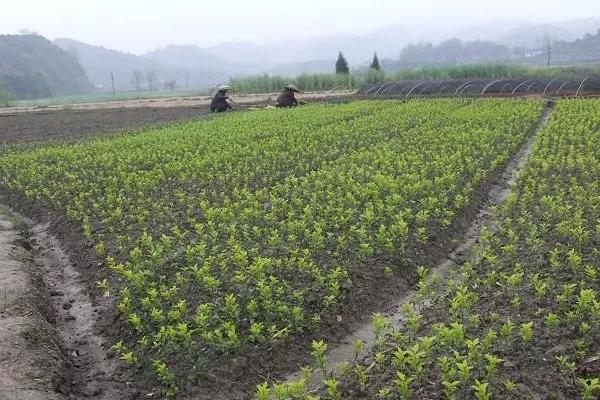 东海县：苗木市场购销两旺.jpg