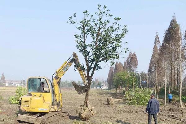 安徽叶集：春暖种树忙 苗木销售红火.jpg