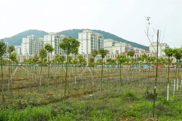 福建漳州：苗木销量下滑严重.jpg
