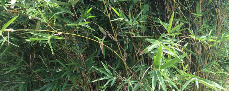孝顺竹适合种在哪里