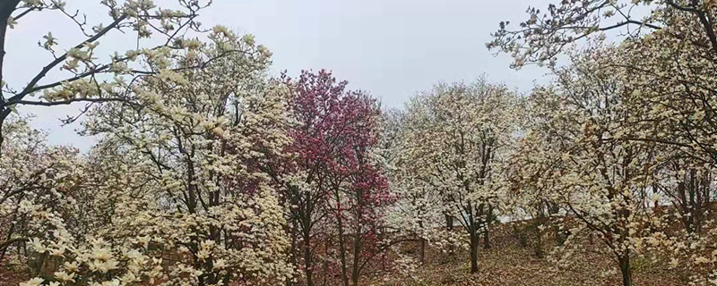 小寒节气苗木管理需要注意哪些？