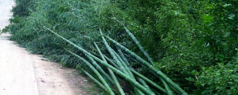 刚竹的种植方法
