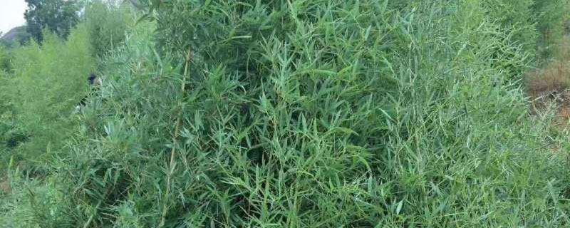 毛竹北方可以种植吗