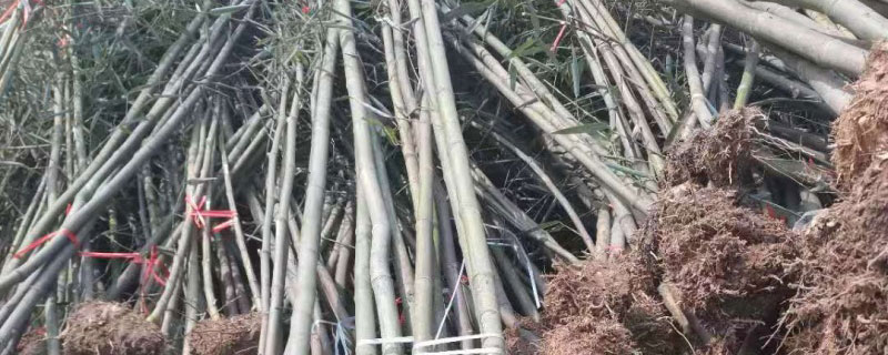 种植毛竹一亩收入多少