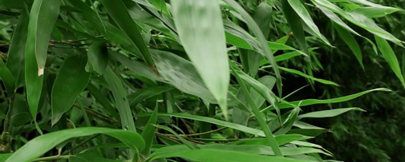 毛竹种植方法和注意事项
