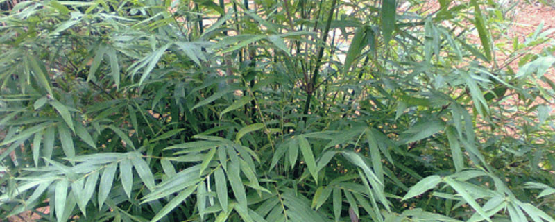 毛竹怎么移栽