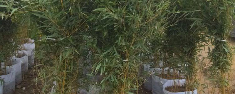 四季竹什么时候移植