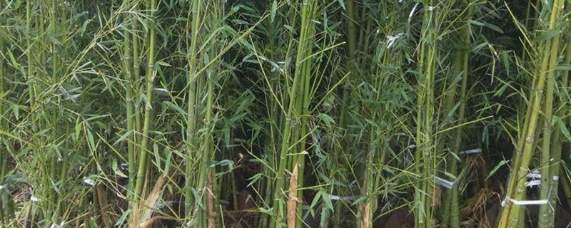 四季竹盆栽种植方法和注意事项 四季竹盆栽种植方法和注意事项