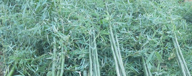 四季竹盆栽多久浇一次水