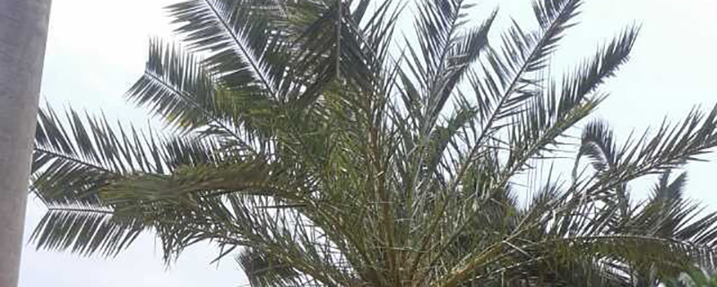 4米刺葵树