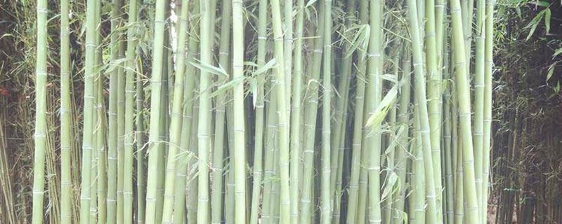 四季竹盆栽怎么养 四季竹盆栽怎么养