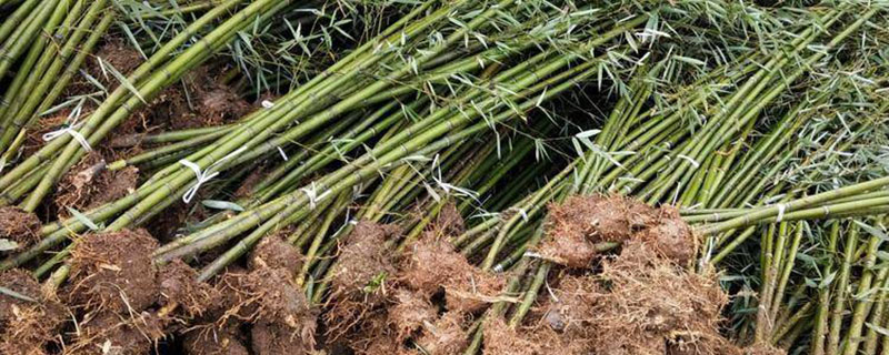 四季竹种植方法和注意事项