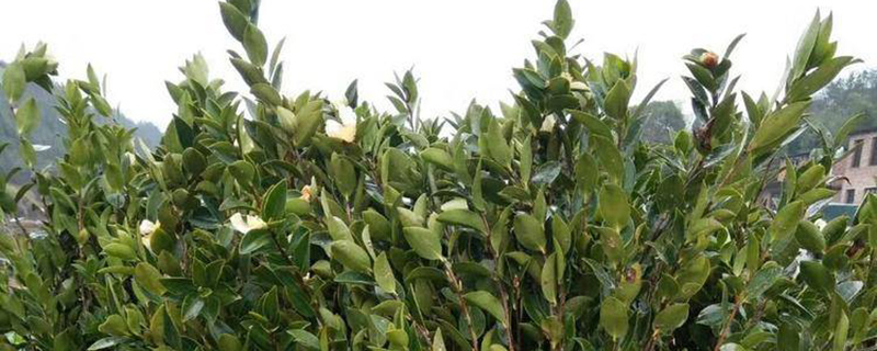 油茶树