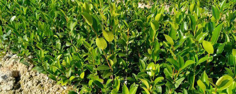 油茶树用什么肥料比较好