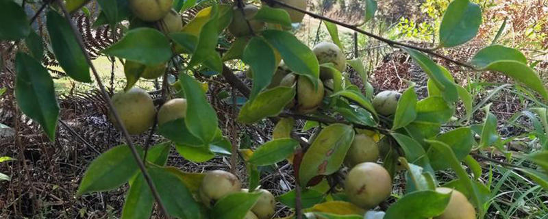 油茶果