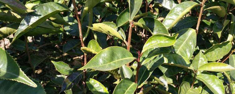 一亩地可以种多少油茶树苗