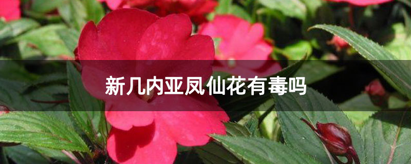新几内亚凤仙花有毒吗