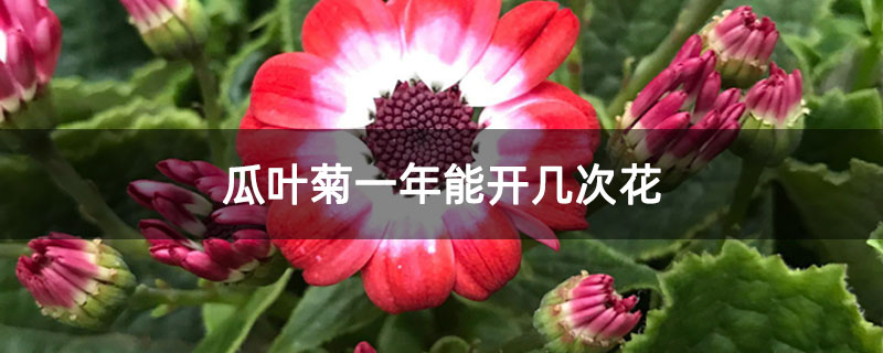 瓜叶菊一年能开几次花