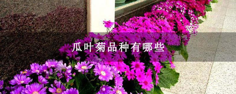 瓜叶菊品种有哪些