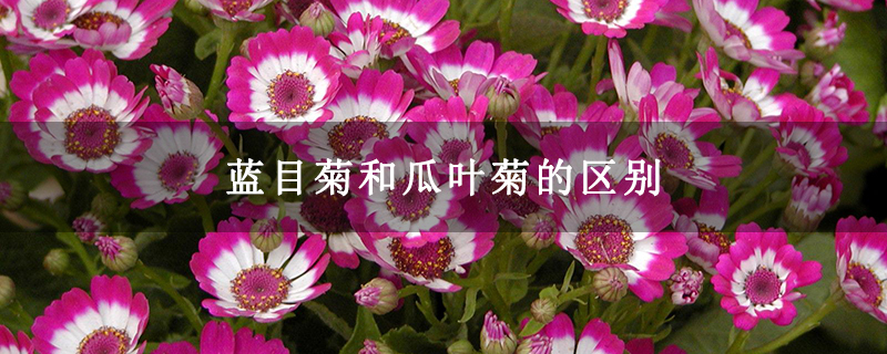 蓝目菊和瓜叶菊的区别