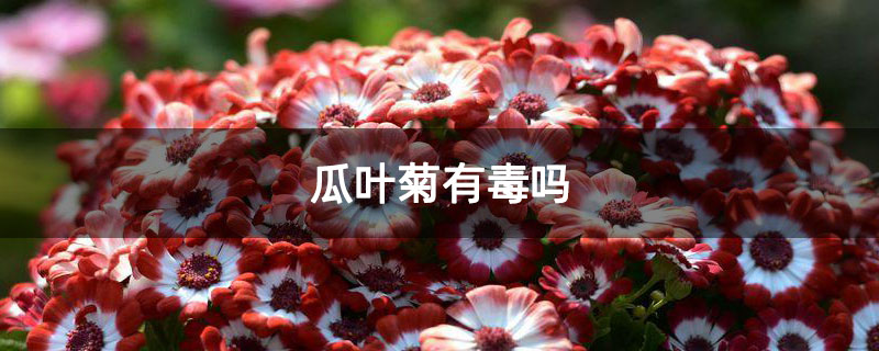 瓜叶菊有毒吗