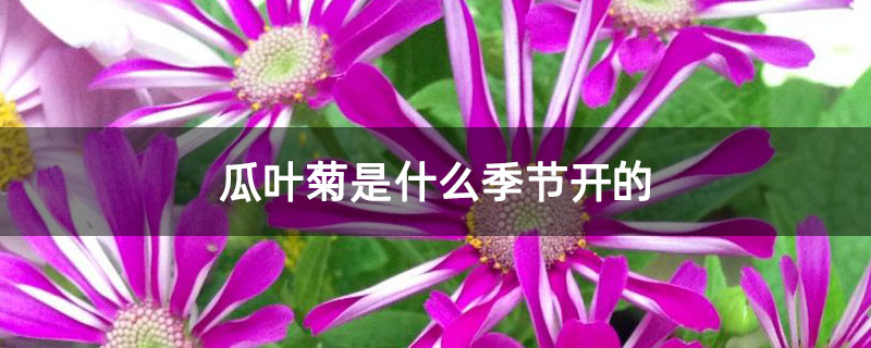 瓜叶菊是什么季节开的