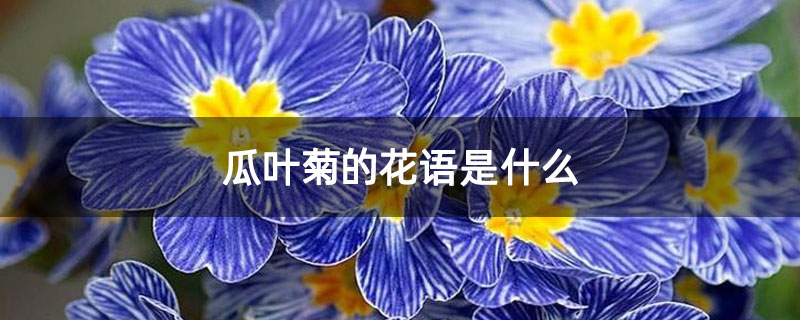 瓜叶菊的花语是什么