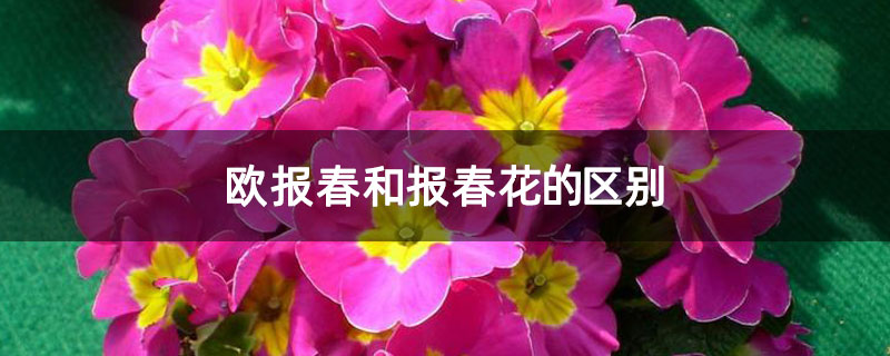 欧报春和报春花的区别