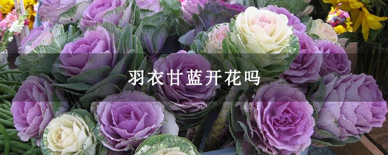 羽衣甘蓝开花吗