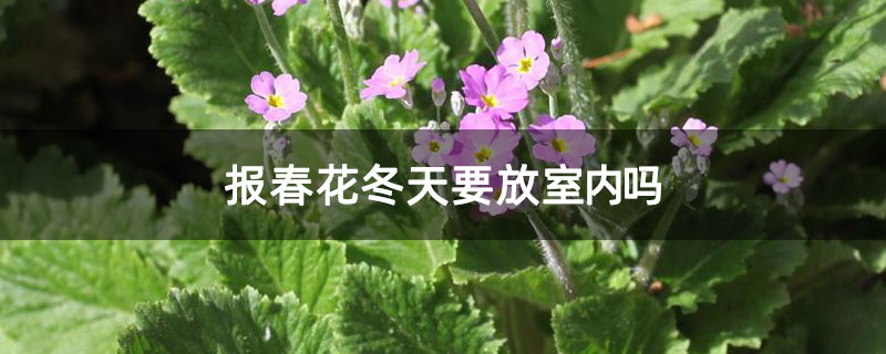 报春花冬天要放室内吗