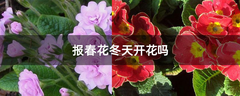 报春花冬天开花吗