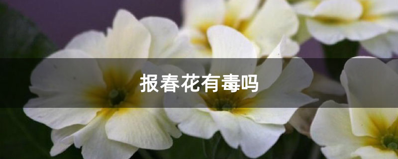 报春花有毒吗