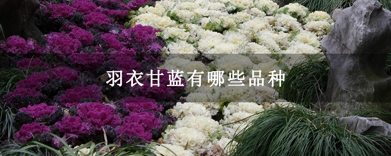 羽衣甘蓝有哪些品种
