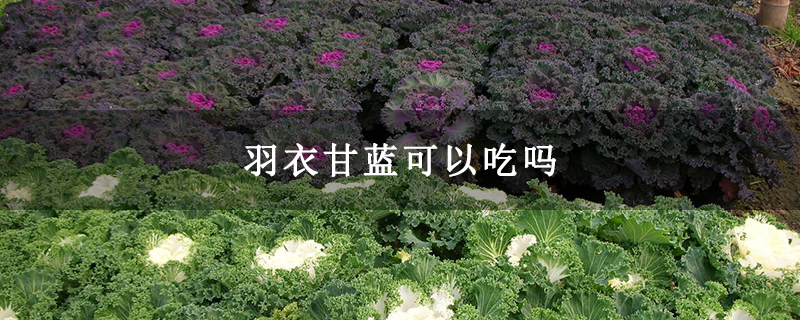羽衣甘蓝可以吃吗