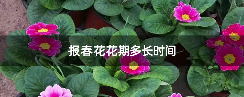 报春花花期多长时间